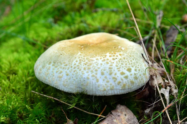 Russula virescens mushroom — Stock Photo, Image