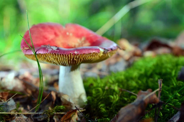 Seta russula roja — Foto de Stock