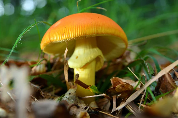 Amanita caesarea mushroom — Stock Photo, Image