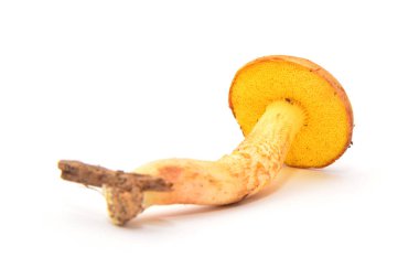 aureoboletus gentilis mantar