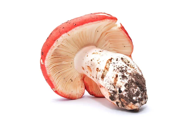 Champignon russula isolé — Photo