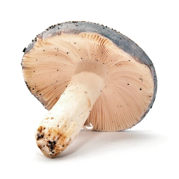 Un champignon russula — Photo