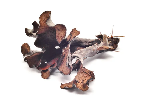 Lejkowiec dęty cinereus grzyb — Zdjęcie stockowe