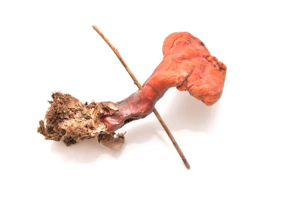 Ganoderma lucidum Pilz — Stockfoto