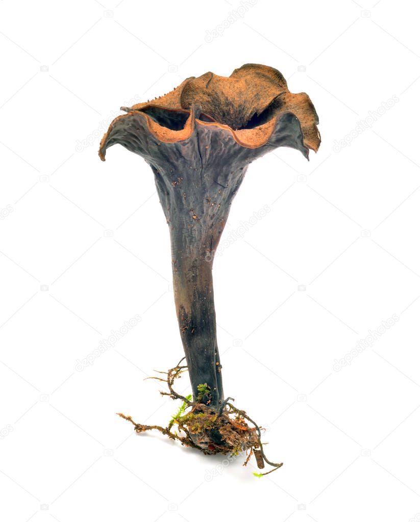 craterellus cornucopioides mushroom