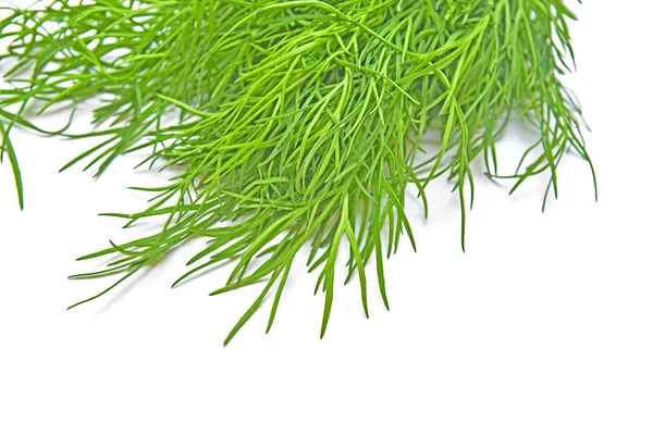 Dill leaves isolated — Stock Photo, Image