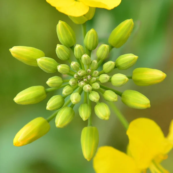 Blossom, spring flower — Stock Photo, Image