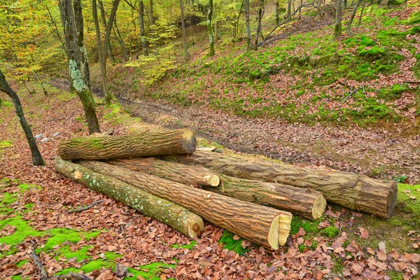 Deforestation, tree logs — Stock Photo, Image