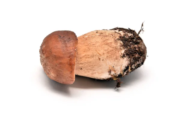 Boletus edulis champignon — Photo