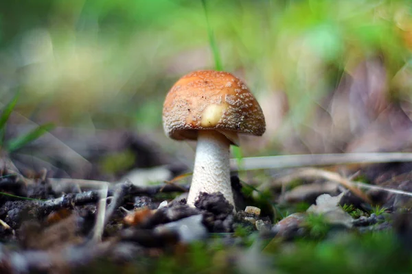 Amanita rubescens mushroom — Stock Photo, Image