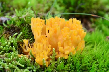 ramaria flava mantar