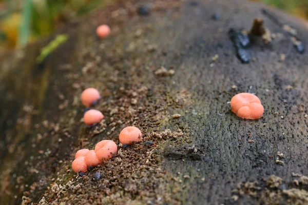 Lycogala epidendrum houby — Stock fotografie