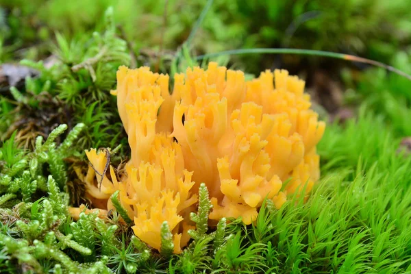 Ramaria flava paddestoel — Stockfoto