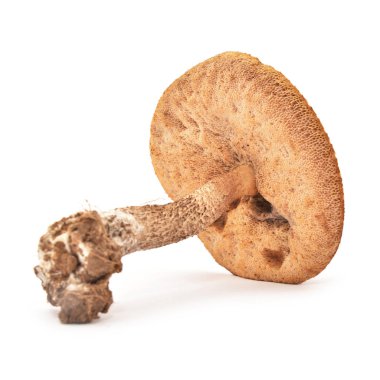 leccinum scabrum mantarı