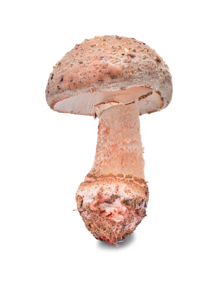 Amanita rubescens cogumelo — Fotografia de Stock