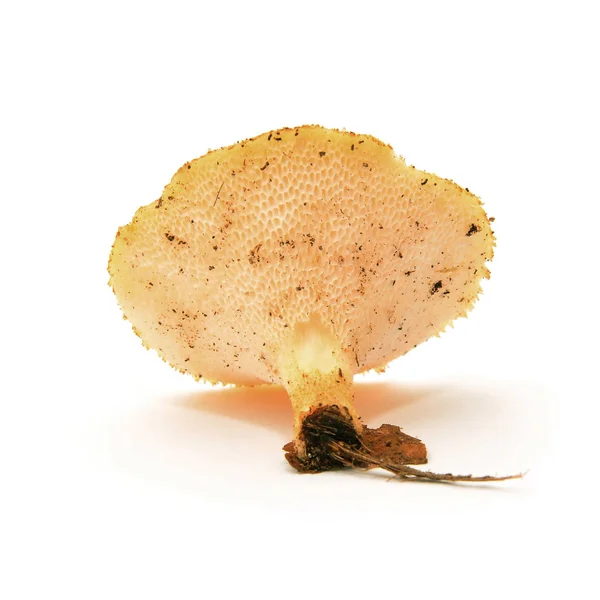 Polyporus alveolaris mushroom — Stockfoto