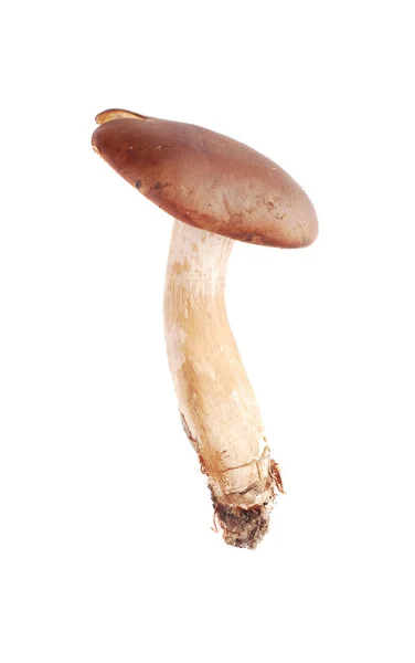 Tricholoma ustaloides champignon — Photo