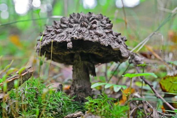 Strobilomyces strobilaceus 버섯 — 스톡 사진