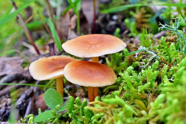 Gymnopus dryophilus mushrooms — Stock Photo, Image