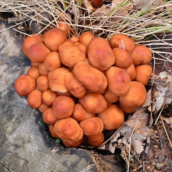 Hongo fusipes gymnopus — Foto de Stock