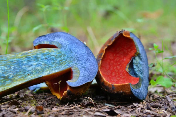 Μανιτάρι luridiformis neoboletus — Φωτογραφία Αρχείου