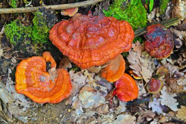 Ganoderma Lucidium mantar