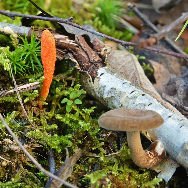 Cordyceps militaris-Pilz — Stockfoto