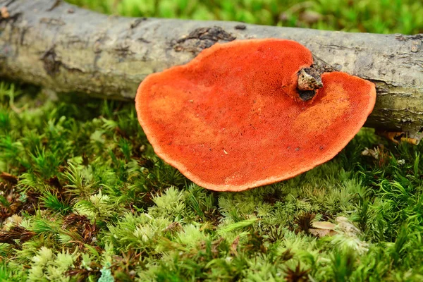 Pycnoporus cinnabarinus champignon — Photo