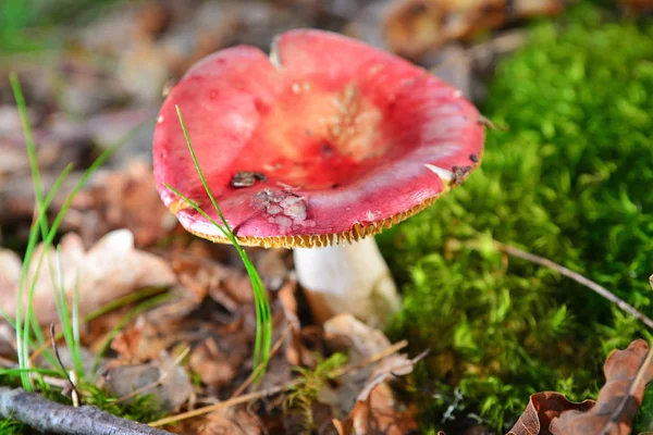 Red russula mushroom — Stock Photo, Image