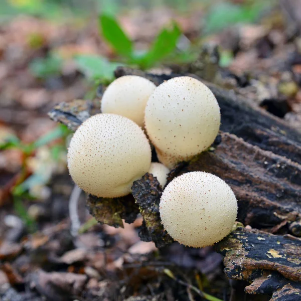 Cogumelo licoperdon piriforme — Fotografia de Stock