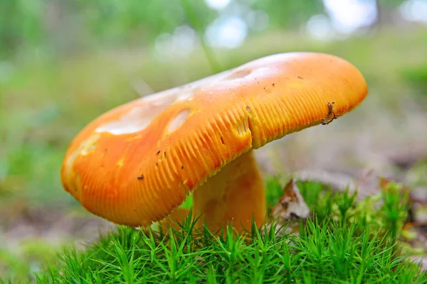 Caesar Mushroom — Stockfoto
