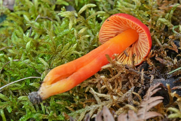 Cogumelo hygrocybe conica — Fotografia de Stock