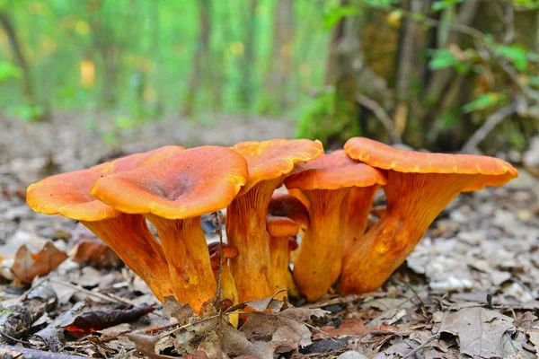 Omphalotus olearius paddenstoel — Stockfoto