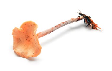 gymnopus fusipes mantar