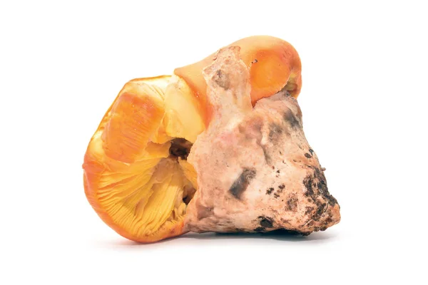 Amanita caesarea mushroom — Stock Photo, Image