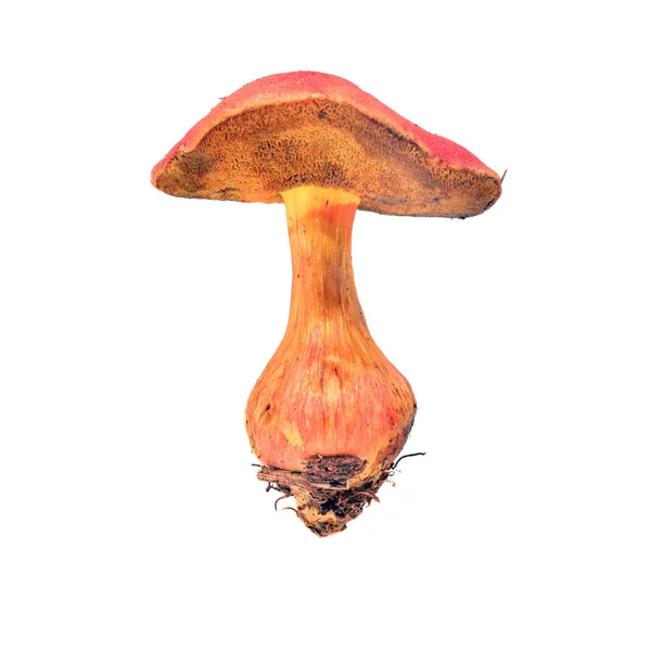 Xérocome rubellus champignon — Photo