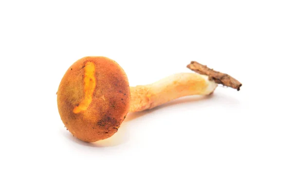 Aureoboletus gentilis 蘑菇 — 图库照片