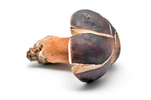 Boletus aereus mushroom — Φωτογραφία Αρχείου