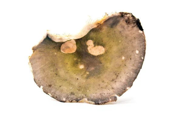 Μανιτάρι cyanoxantha Russula — Φωτογραφία Αρχείου