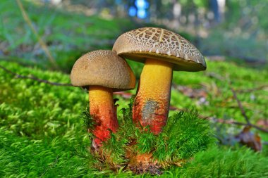 caloboletus rubripes mantar