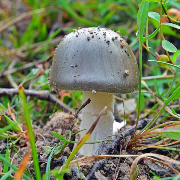 Amanita mairei mantar — Stok fotoğraf