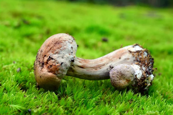 Toxic cortinarius mushroom — Stock Photo, Image