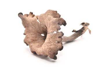 craterellus cornucopioides mantar