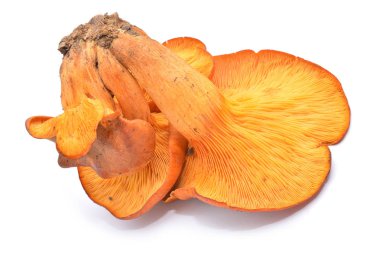 Omphalotus olearius mantarı