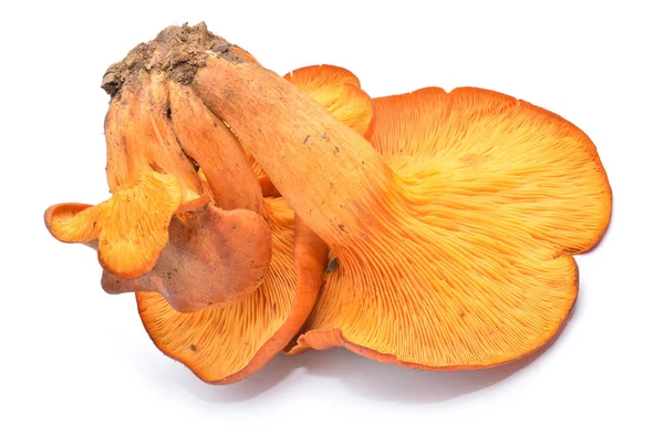 Olearius-Pilz — Stockfoto