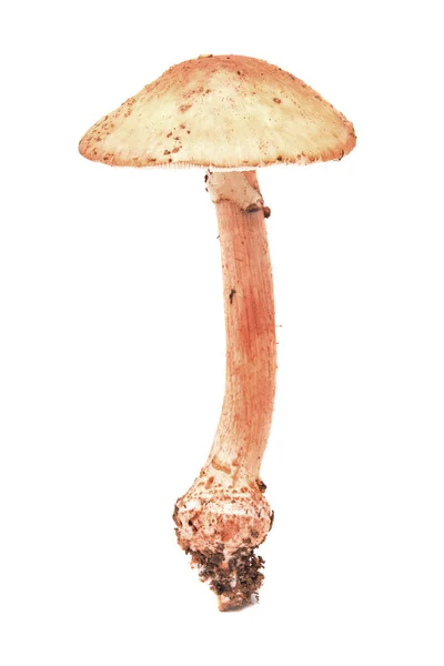 Amanita rubescens champignon — Photo