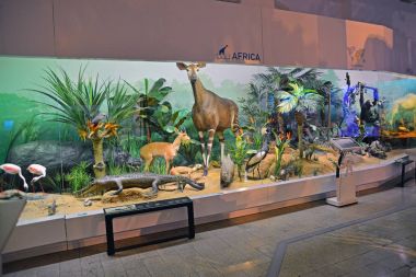 Doğal Tarih Müzesi