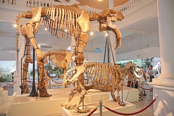 Müzesi'nde dev iskeleti — Stok fotoğraf