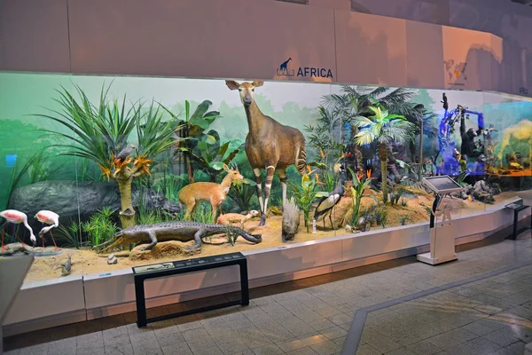 Natuurhistorisch museum — Stockfoto