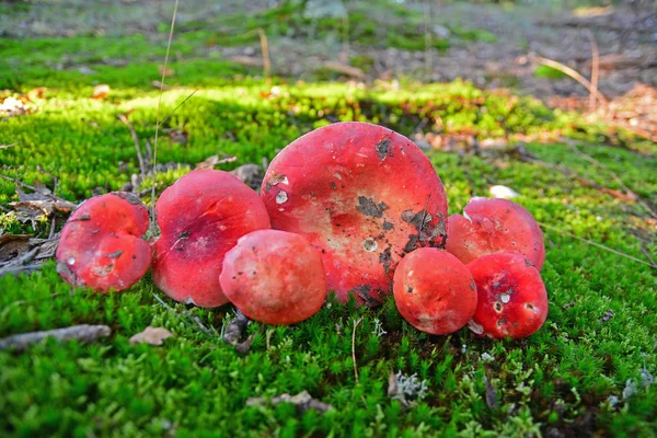 Röd russula svamp — Stockfoto